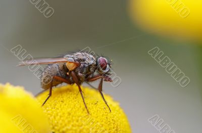 close-up of the fly