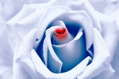 Love birth: blue toned rose with heart symbol in center