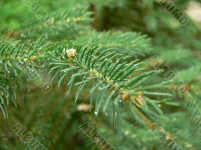Fir twig with dew drops - horizontal