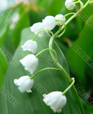 Lily of the valley