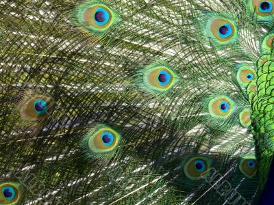 Peacock tail