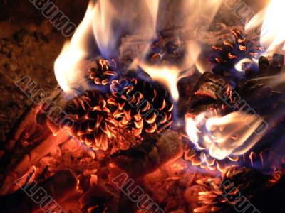 Fir cones burning