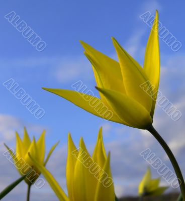 Wild yellow tulip