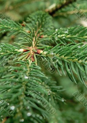 Fir twig with dew drops - vertical