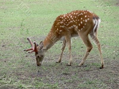 Pasturing deer Pasturing deer