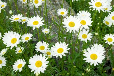 Camomiles Camomiles