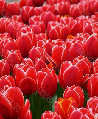 Red tulips