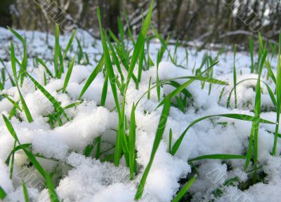 Grass under snow