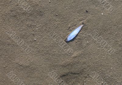 Dead fish on the sand