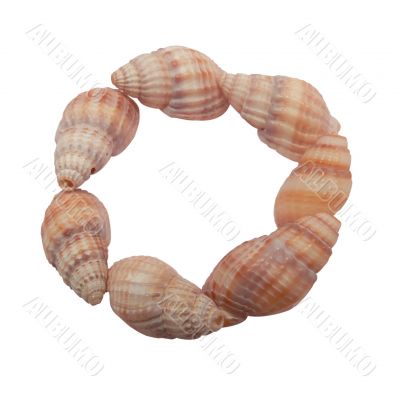 Shells circle isolated