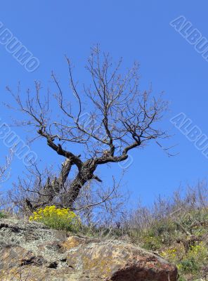 Lonely tree under blue sky