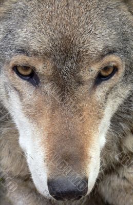 Wolf Face Close-up