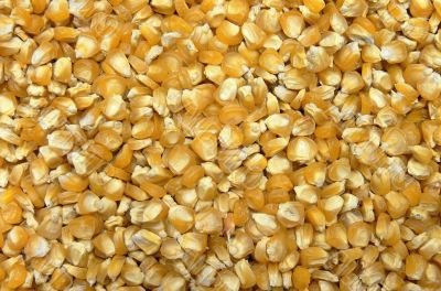 Corn seeds background