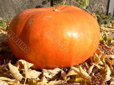 Autumn pumpkin