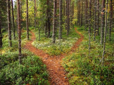 Crossroads in the forest