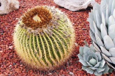 Cactus Echinocactus grusonii