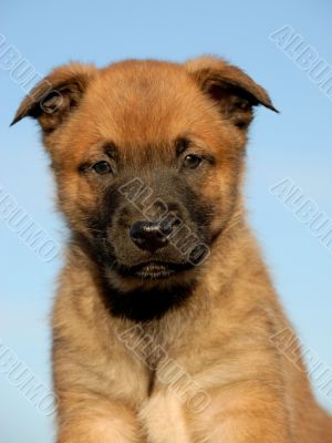 puppy belgian shepherd