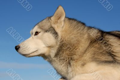 siberian husky