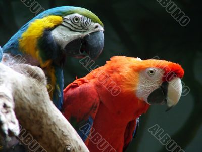 Parrot of the Ara