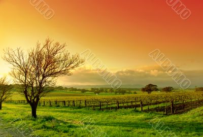 Vineyard Landscape Vineyard Landscape