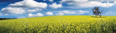 Canola Panoramic