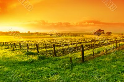 Vineyard Sunrise