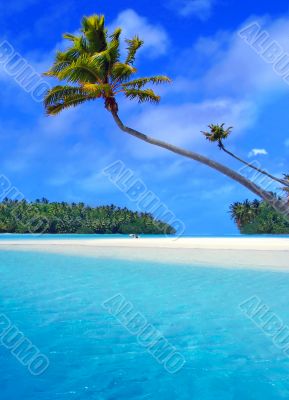 Aitutaki Palm Aitutaki Palm