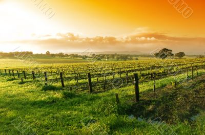 Vineyard Sunrise