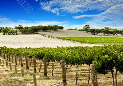 Vineyard in Spring Vineyard in Spring