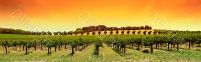 Vineyard Panorama Sunset