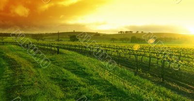 Sunrise over the Vineyard