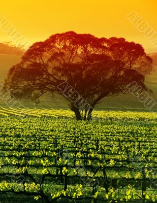 Large Tree in Vineyard