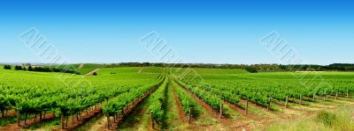 Green Vineyard Landscape