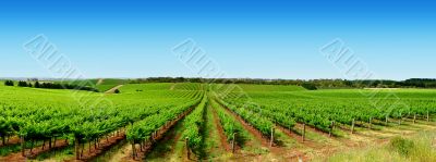 Green Vineyard Landscape Green Vineyard Landscape