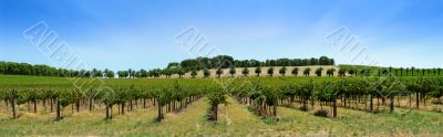 Vineyard Panorama Vineyard Panorama