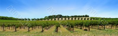 Vineyard Panorama