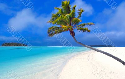 Paradise Palm Paradise Palm