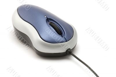 colored mouse on white