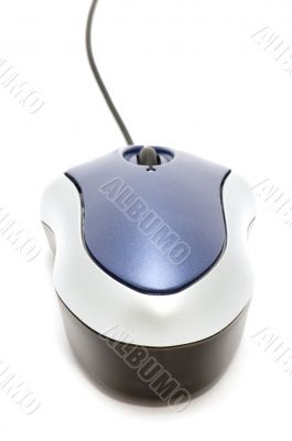 mouse close up
