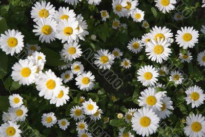 Camomiles Camomiles