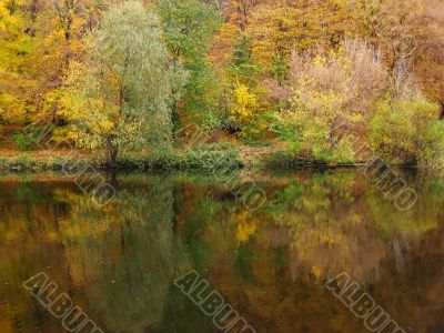 Trees reflection