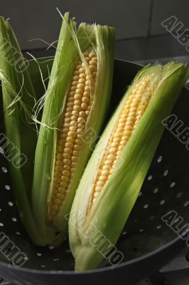 Fresh ears of corn