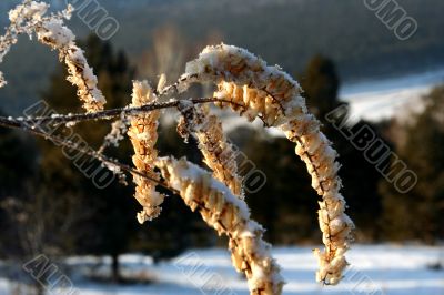 grass with snowflake