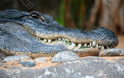 Alligator Teeth