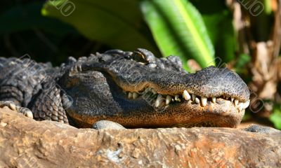 Alligator Alligator