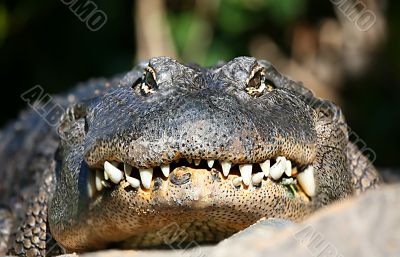 Alligator Teeth Alligator Teeth