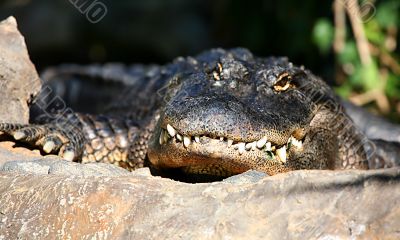 Alligator Bascking Alligator Bascking
