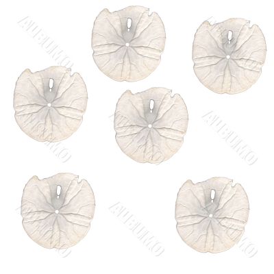 sand dollars