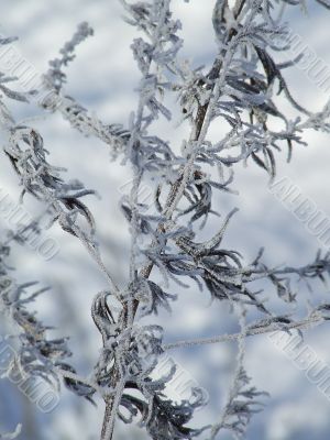 Frosty dried native-grass Frosty dried native-grass