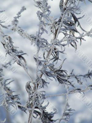 Frosty dried native-grass